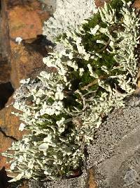 Niebla homalea image