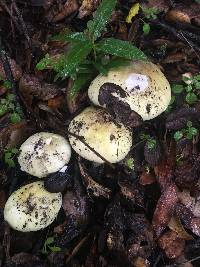 Amanita phalloides image