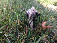 Coprinus comatus image