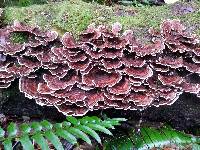 Trametes versicolor image
