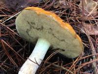 Suillus pungens image