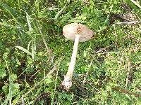 Volvariella gloiocephala image
