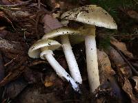Amanita phalloides image