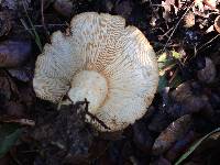 Amanita gemmata image