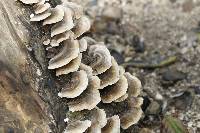 Trametes versicolor image
