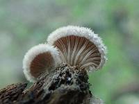 Schizophyllum commune image