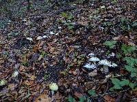 Amanita phalloides image