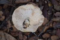 Lactarius alnicola image
