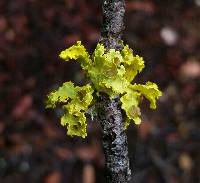 Vulpicida canadensis image
