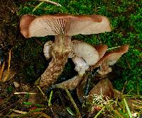 Armillaria mellea image