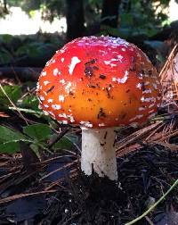 Amanita muscaria image