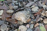 Amanita pantherina image