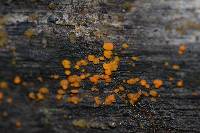 Dacrymyces stillatus image