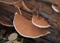 Ganoderma applanatum image