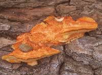 Pycnoporus coccineus image