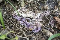 Chondrostereum purpureum image
