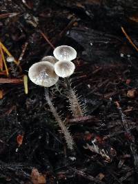 Dendrocollybia racemosa image