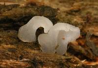 Pseudohydnum gelatinosum image