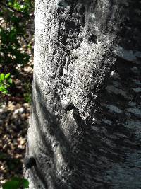 Annulohypoxylon thouarsianum image