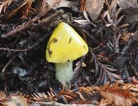 Hygrocybe singeri image