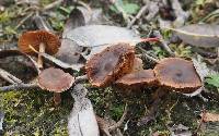 Media resource of Psathyrella bipellis