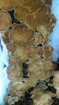 Trametes versicolor image