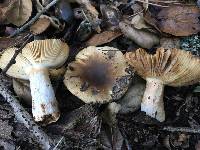 Thumbnail image of current specimen