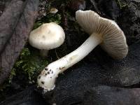 Inocybe geophylla image