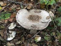 Amanita vaginata image