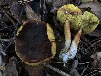 Boletus subtomentosus image