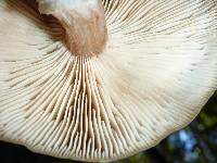 Armillaria mellea image