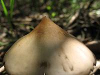 Thumbnail image of current specimen