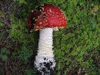 Amanita muscaria image