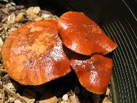 Gymnopilus luteofolius image
