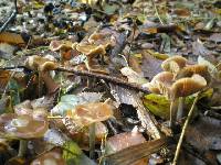 Psilocybe cyanescens image