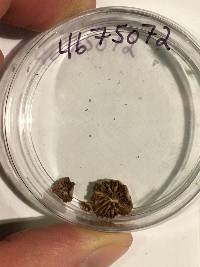 Gymnopus brassicolens var. brassicolens image
