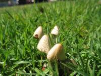 Conocybe apala image
