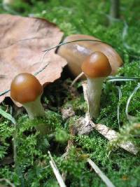 Psilocybe cyanescens image