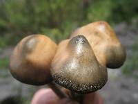 Psilocybe caerulescens image