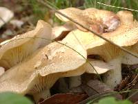 Lyophyllum decastes image