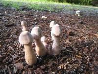 Leucoagaricus americanus image
