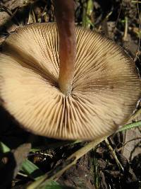 Thumbnail image of current specimen