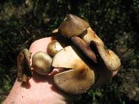 Thumbnail image of current specimen