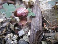Gymnopilus luteofolius image