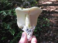 Amanita calyptroderma image