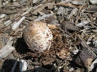 Coprinus comatus image