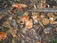 Psilocybe cyanescens image