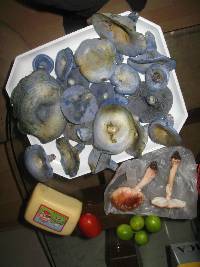 Thumbnail image of current specimen