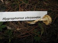 Hygrophorus chrysodon image