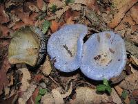 Lactarius indigo image